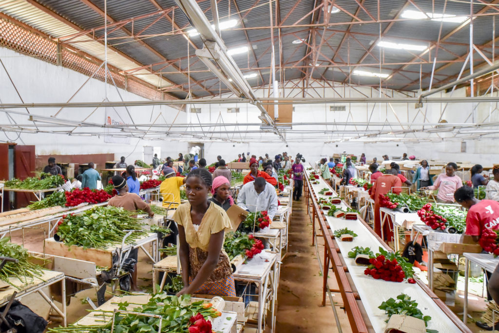 Flower packhouse operations